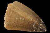 Mosasaur (Prognathodon) Tooth - Morocco #101056-1